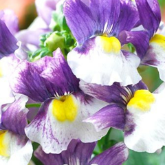 Nemesia Nuvo Blue Bicolour, Ready to Plant in Your Garden