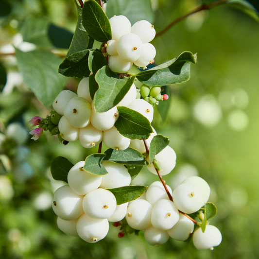Symphoricarpos Magical Galaxy | 3L Pot