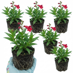 Penstemon Red Hardy Perennial Plants, Bee Friendly Summer Flowering, Outdoor Garden Ready, 1 Litre Root-Ball