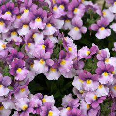 Nemesia Nuvo Pink Bicolour, Ready to Plant in Your Garden