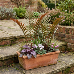 Japanese Shield Fern Dryopteris Erythrosora Prolifica, Hardy Shade Perennial Plants, 1 Litre Root Ball