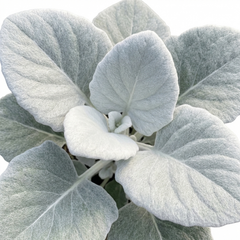Senecio Angel Wings Plant, Hardy Silver Foliage Perennial, Outdoor Garden Ready, 2L Root-Ball