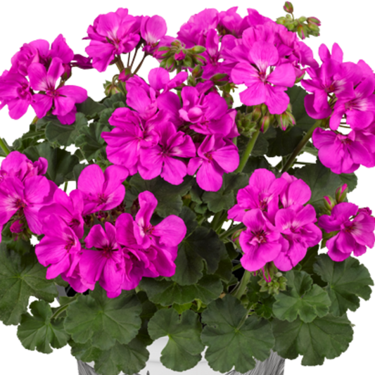 Pelargonium Toscana Dolce Vita Evi Blue, Ready to Plant