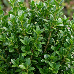 Euonymus Microphyllus Hardy Evergreen Shrub Plants, Japanese Spindle Hedge, Box Blight Alternative, Outdoor Garden Ready, 1 Litre Root-Ball