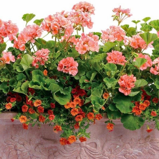 Pelargonium Toscana Dolce Vita Emma or Smart Lenja