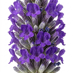 1 Lavender Essence Purple Hardy Perennial Plant, Fragrant Bee Friendly Garden Shrub, 2 Litre Root Ball