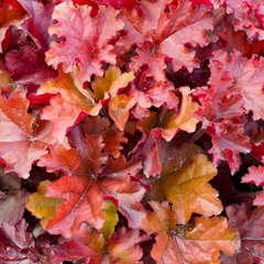 Heuchera Boysenberry | 2L Pot