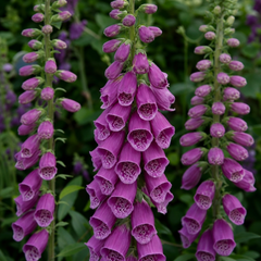 1 Large Plant - Digitalis Dalmatian Purple, Outdoor Garden Ready, 2L Pot