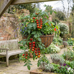 Tomato Tumbling Tom Variety, Outdoor Garden Ready, 10.5 cm