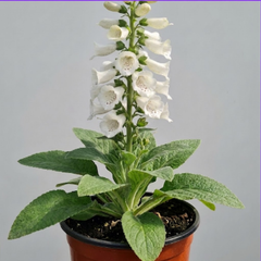 1 Digitalis Hanabee White Foxglove Plant, Hardy Perennial, Bee Friendly, 3 Litre Root Ball