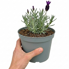 1 Lavender Essence Purple Hardy Perennial Plant, Fragrant Bee Friendly Garden Shrub, 2 Litre Root Ball