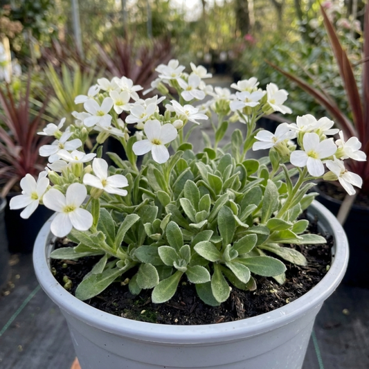Arabis Aubris White Rockcress Plant, Hardy Alpine Perennial Ground Cover, 2L Root Ball