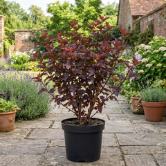 1 Physocarpus Sweet Cherry Tea Ninebark Plant, Hardy Deciduous Flowering Shrub, 3 Litre Root-Ball