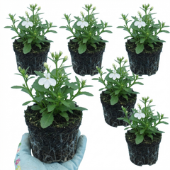 Set of 3 or 6 Lobelia Upright Sweet Springs White Flowering Plants, Summer Flowering Bedding, Garden Ready, 10.5cm Root Ball