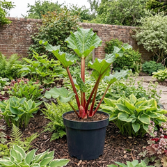 1 Rhubarb Timperley Early Plant, Hardy Perennial Fruit for Garden, Grow Your Own, 2Ltr Root Ball
