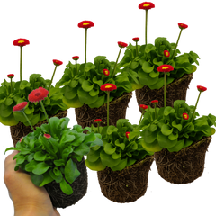 Bellis Red | 3 or 6 1L Pots