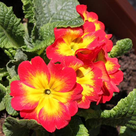 Primrose Red | 3 or 6 1L Pots