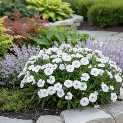 1 Spring–Summer Dianthus Flowering Plants – Dart White (Garden Pink). Outdoor Garden Ready Plants for Pots, Borders & Containers. Hardy, Compact & Easy to Grow. Supplied Fresh as a Large 2L Pot
