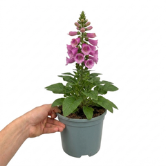 1 Digitalis Hanabee Pink Foxglove Plant, Hardy Perennial for Cottage Garden, 2Ltr Root Ball