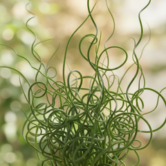 Juncus Spiralis, Ready to Plant in Your Garden, 2L Pot