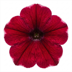 1 Large Plant - Petunia Rimarkable Cherry, Ready to Plant in Your Garden, 2L Pot