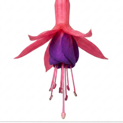 1 Fuchsia Beacon Hardy Perennial Plant, Summer Flowering, Outdoor Garden Ready, 3 Litre Root Ball
