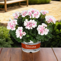 Pelargonium Toscana Dolce Vita Stella, Ready to Plant in Garden