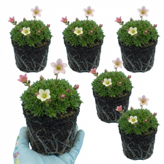 Saxifrage Ice Colours Appleblossom Plants, Hardy Alpine Rock Garden Perennial, Outdoor Garden Ready, 1 Litre Root-Ball