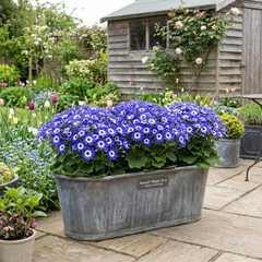 Senetti Magic Blue, Outdoor Garden Ready, 2L Pot