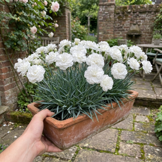 1 Fragrant Cottage Pink Dianthus Memories, Hardy Perennial Summer Flowering Garden Plant, 5L Root Ball