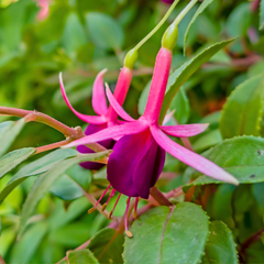 Fuchsia Mrs Popple | 2L Pot