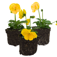 Upright Pansy Delta Pro Yellow | 3 or 6 1L Pots