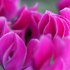 Cyclamen Silver Leaf Magenta | 3 or 6 1L Pots