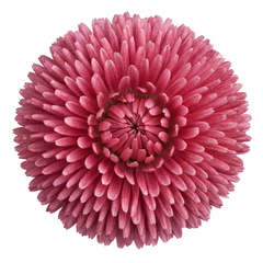 Bellis Habanera Rose Pink Double Daisy Plant, Hardy Perennial Spring Bedding, 2Ltr Root Ball