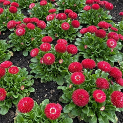 Bellis Habanera Red | 3 or 6 1L Pots