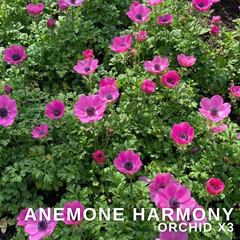 Anemone ‘Harmony Orchid’, Ready to Plant in Your Garden