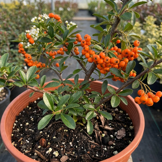 Pyracantha Saphyr Orange Firethorn Plant, Evergreen Hardy Hedge Climbing Shrub, 2 Litre Root Ball
