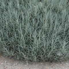 Curry Plant | 3 or 6 1L Pots