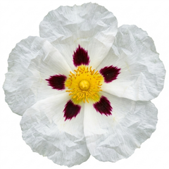 Cistus Thrive Rock Rose Plant, Hardy Evergreen Flowering Shrub, Litre Root Ball