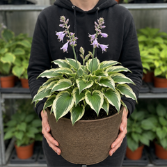 Hosta Tears from Heaven, 3 Litre Pots, Garden Ready