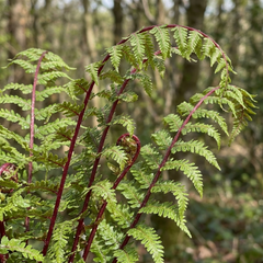 Lady Fern Athyrium Lady in Red Hardy Perennial Plants, Shade Garden Ready, Outdoor Fern, 11cm or 1L Root Ball
