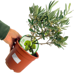 Mini Olive Bush | 2L Pot