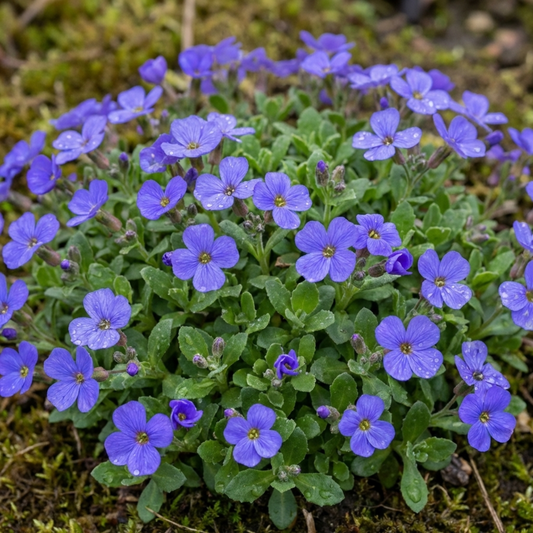Aubrieta Kitte Blue, Ready to Plant in Your Garden, 1L