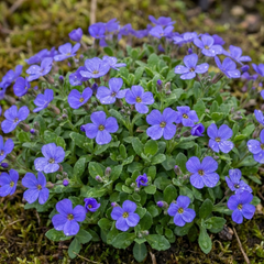 Aubrieta Kitte Blue, Ready to Plant in Your Garden, 1L