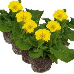 Polyanthus Yellow | 3 or 6 1L Pots