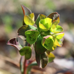 Euphorbia Purpurea | 2L Pot
