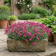 Arabis Aubrieta Deep Rose Plant, Hardy Evergreen Alpine Perennial, 2 Litre Root Ball