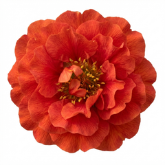 Set of 3 or 6 Geum Mrs Bradshaw Hardy Perennial Plants, Scarlet Red Double Cottage Garden Flowers, Outdoor Garden Ready, 1 Litre Root-Ball