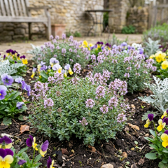 Thymus Precompa Thyme Herb Plants, Hardy Perennial Culinary Herb, Outdoor Garden Ready, 1 Litre Root-Ball