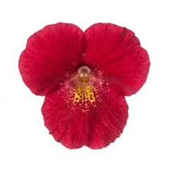 Calceolaria Calynopsis ‘Ruby’, Ready to Plant
